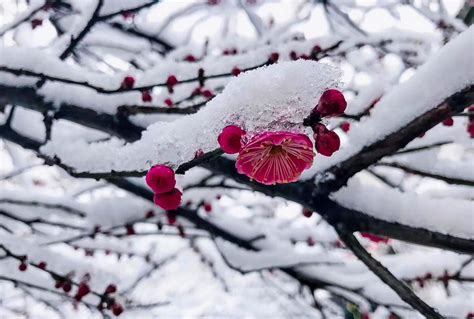 梅花寓意